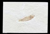 Bargain Knightia Fossil Fish - Wyoming #39659-1